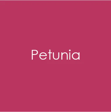 Gina K. - Petunia Cardstock