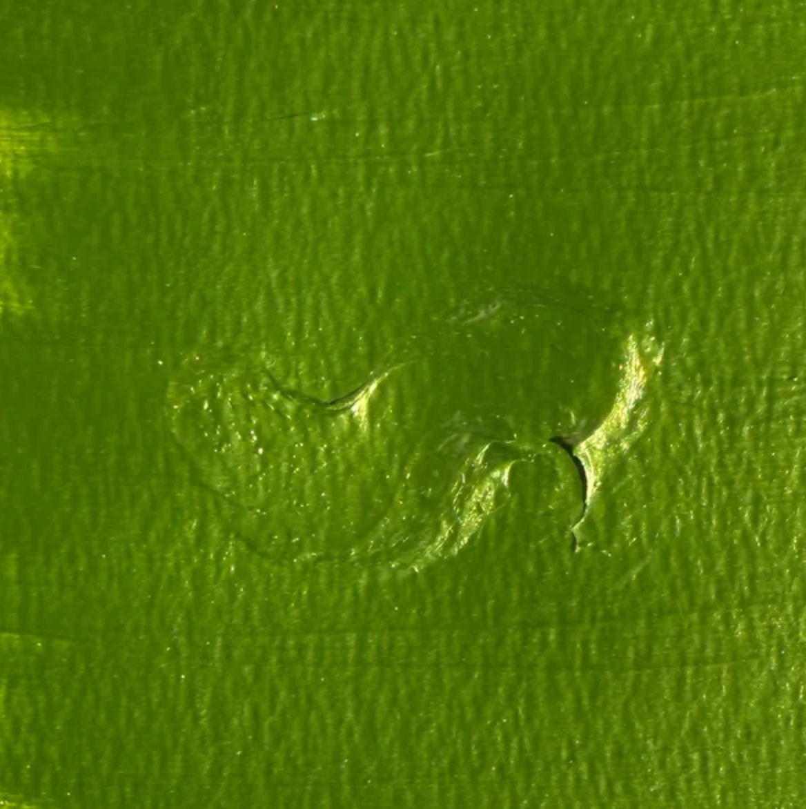 TCW - Stencil Butter - Pistachio